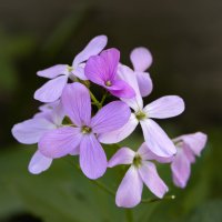 Вечерница в гостях у человека... :: Валерий Басыров