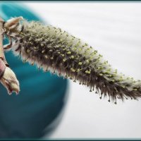 Я живу.... :: Лилия *