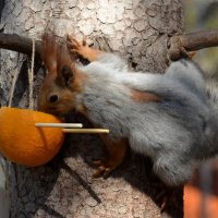 Апельсинчики :: Savayr 