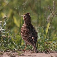 Индийский жаворонок :: Yudong Liu