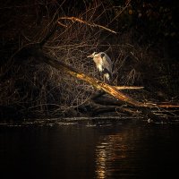 **** :: Андроник Александр 