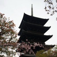 С лепестками сакуры... :: Liliya 