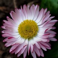 Чудесная маргаритка :: светлана льдокова