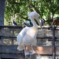 Смотрящий :: Олег 