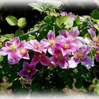 Клематис :: Елена Сухорученкова