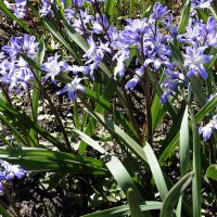 Хионодокса. Москва. Аптекарский огород :: Лидия Бусурина