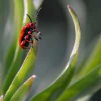 Лилейная трещалка :: Надежда Куркина 
