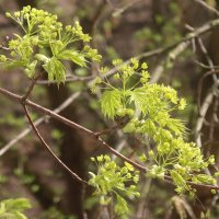 Клен цветет :: Дмитрий И_