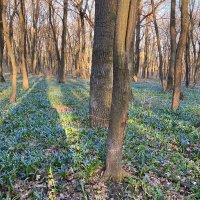 В лесу :: Андрей Л. В.