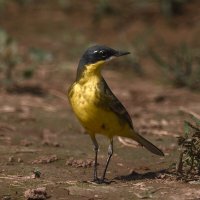 Western Yellow Wagtail [flava] :: Yudong Liu