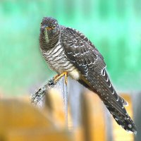 Истребитель гусениц :: Михаил Белоусов