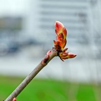 Позвони мне :: Валерий Иванович