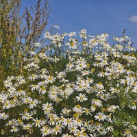 Ромашки :: Александр 