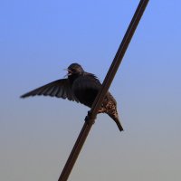 Песни скворушки. :: Марина Леонидовна