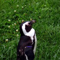 Пингвин. :: nadyasilyuk Вознюк