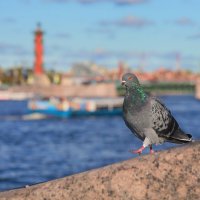 Левой, левой, раз-два-три. :: Татьяна Бравая