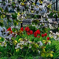 В станице... :: Николай Саржанов