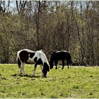 На весеннем лугу. :: Валерия Комова