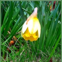 Нарцисс :: Ольга Довженко