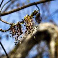 Просто весна. :: Николай 