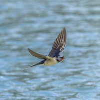 ласточка деревенская. :: юрий макаров