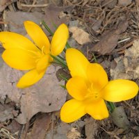 Крокусы :: Лариса С.