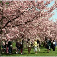 Сакура цветет.. :: Aleksandr Gal