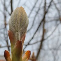 Пробуждение :: Елена Семигина