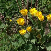 Первые тюльпаны :: Рита Симонова