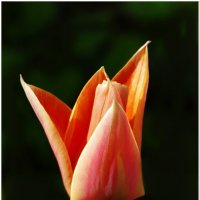 ТЮЛЬПАН... :: Elvira E. 