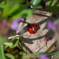 Коровка) :: Алефтина 