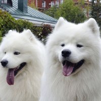 Самоеды :: Олег 