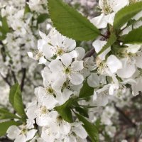 Вишня? :: Pippa 