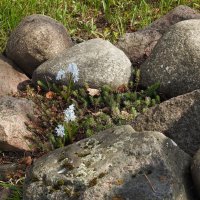 весенние зарисовки :: ИННА ПОРОХОВА