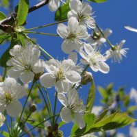 Цветущая весна :: Ирина Олехнович