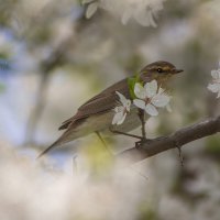 *** :: Александр. AVG100 ---