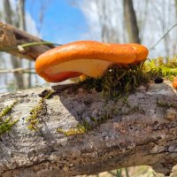 Пикнопорус киноварно-красный :: Tata Wolf