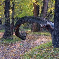 Лесными тропами :: Олег Кабанец