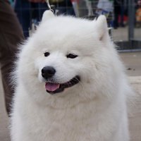 Улыбчивый... :: Наталья Rosenwasser