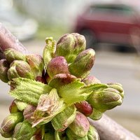 Черешня? :: Pippa 