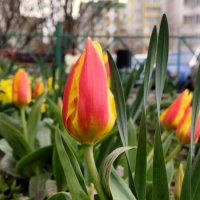 Чуют тепло... :: Александр Кондаков