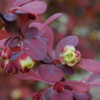 Зацветающий барбарис... :: Надежда Куркина 