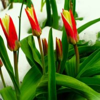 Пробиваются сквозь снег первые тюльпаны :: Aida10 