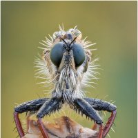 Ктырь.Robber fly. :: Александр Григорьев