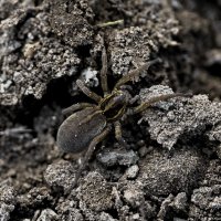 Трохоза полевая :: Aleksandr .