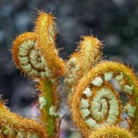 Папоротник :: александр 