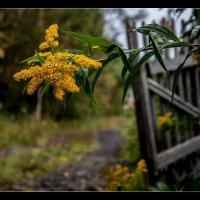 ФОТОЗАРИСОВКА ... :: Владимир Железнов