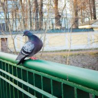 Про грацию :: Магомед .