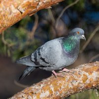 Птицы в городе :: Владимир Лазарев