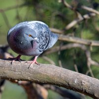 Птицы в городе :: Владимир Лазарев
